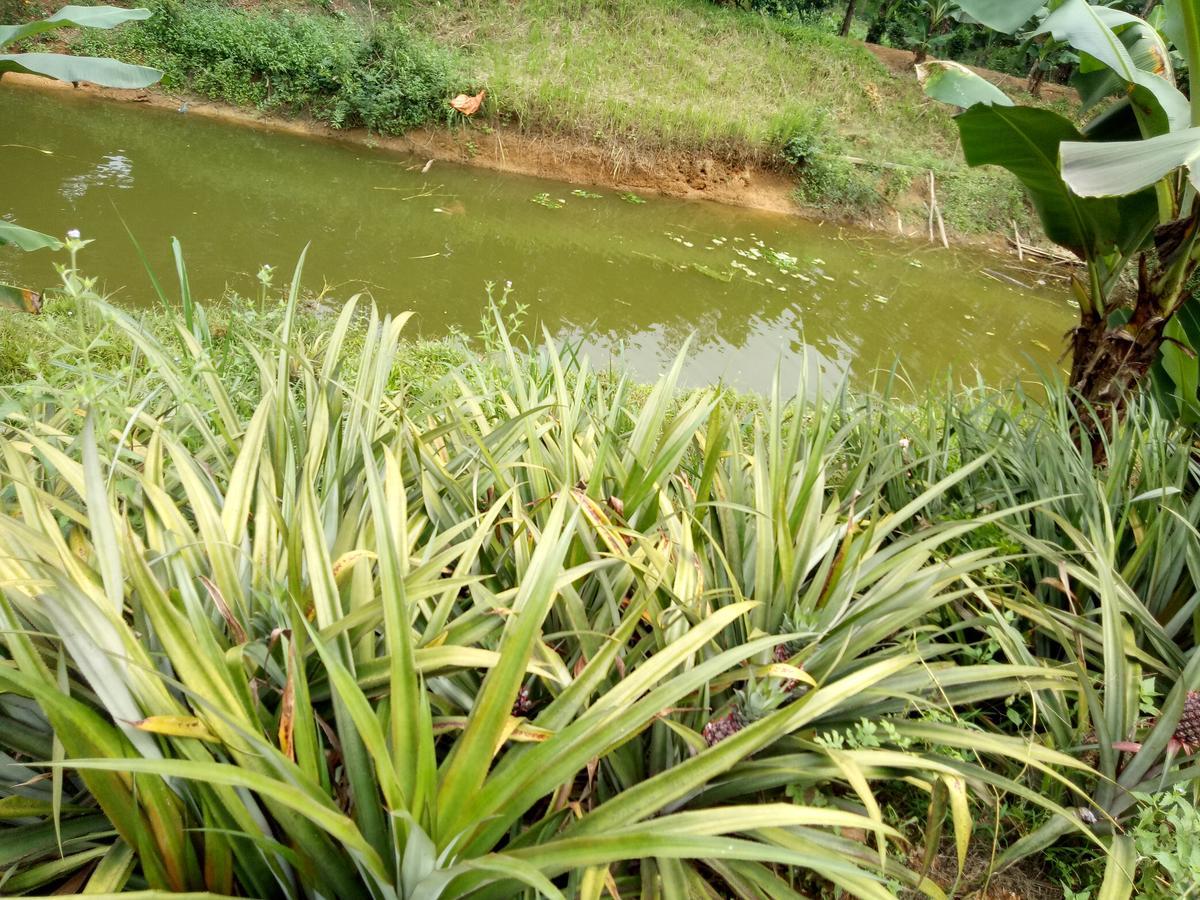Phong Nha Rice Field Homestay 외부 사진