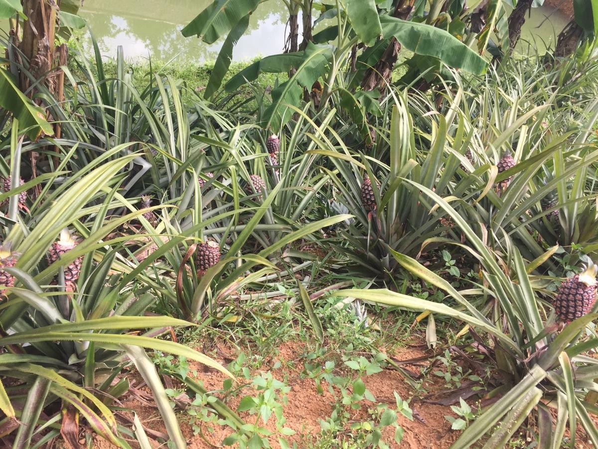 Phong Nha Rice Field Homestay 외부 사진